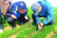 烟台农技专家“巡田”问诊指导小麦春季管理