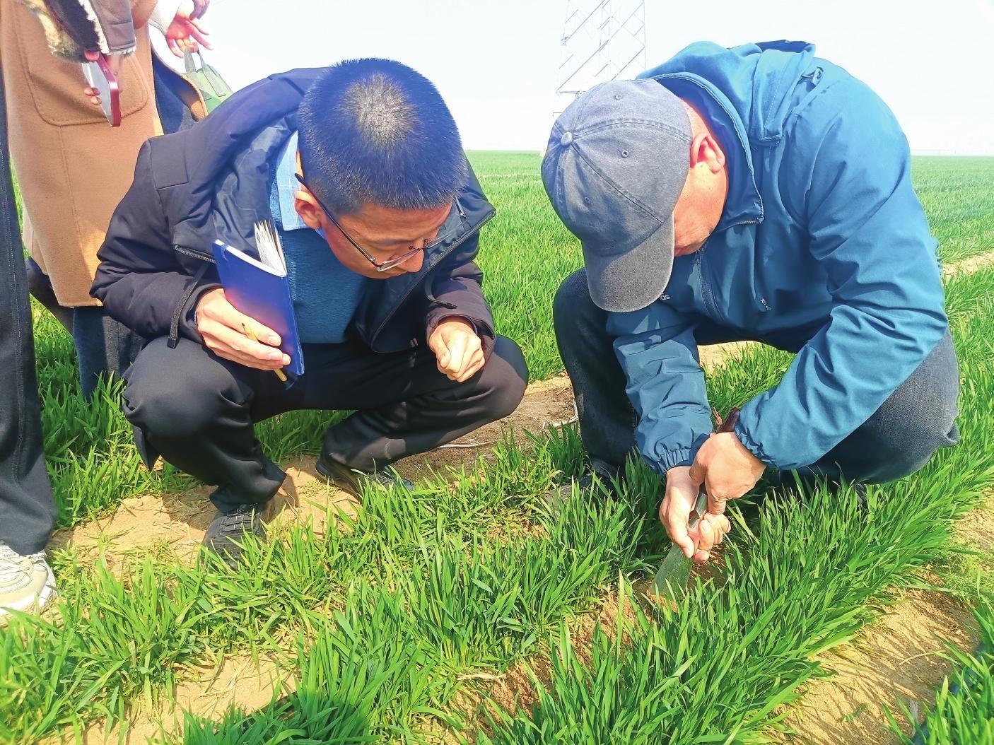 烟台农技专家“巡田”问诊指导小麦春季管理 农技壮苗科学春耕保丰收