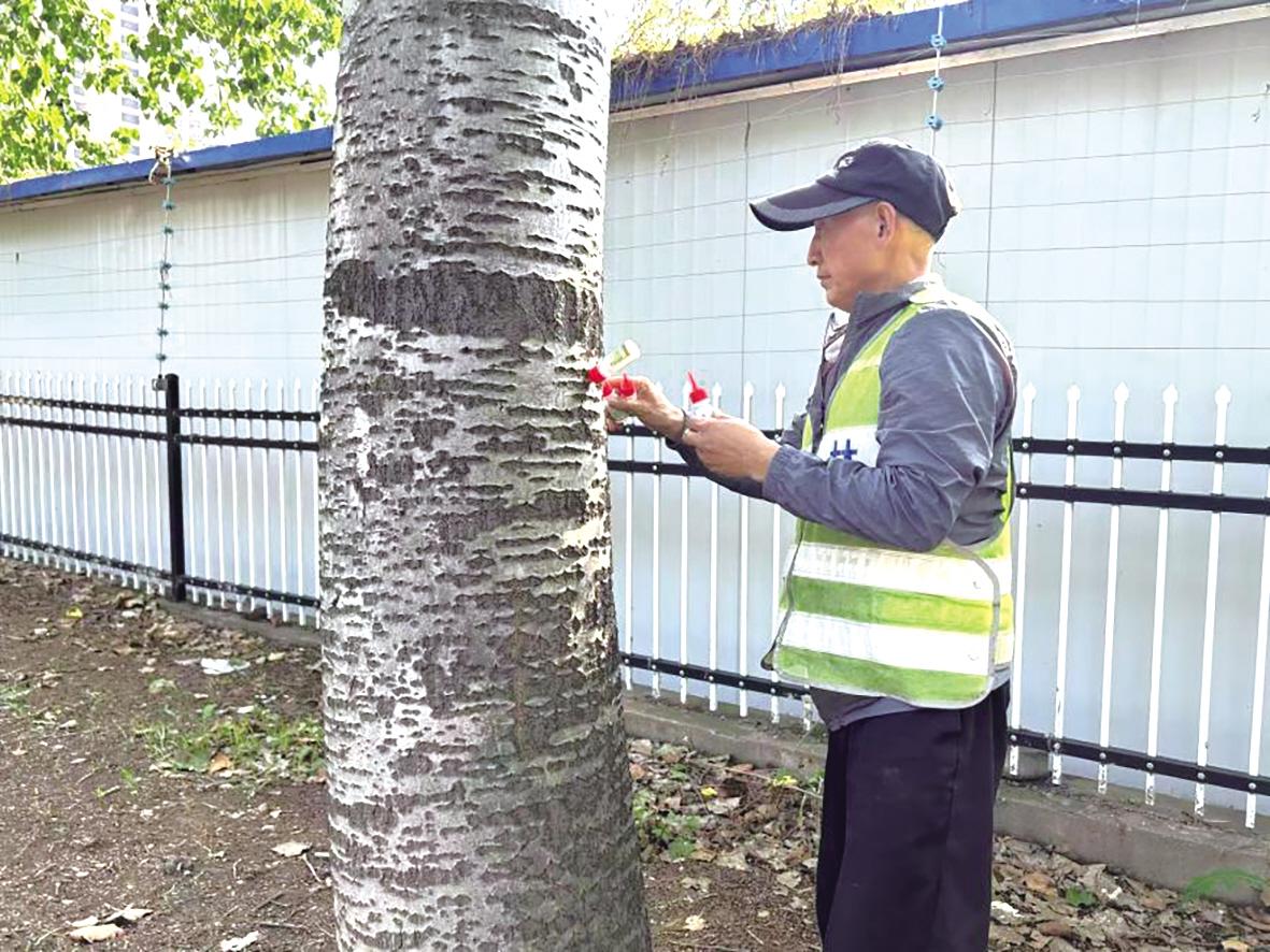 让飞絮不再“迷人眼” 市区园林部门采取多项举措治理春季飞絮