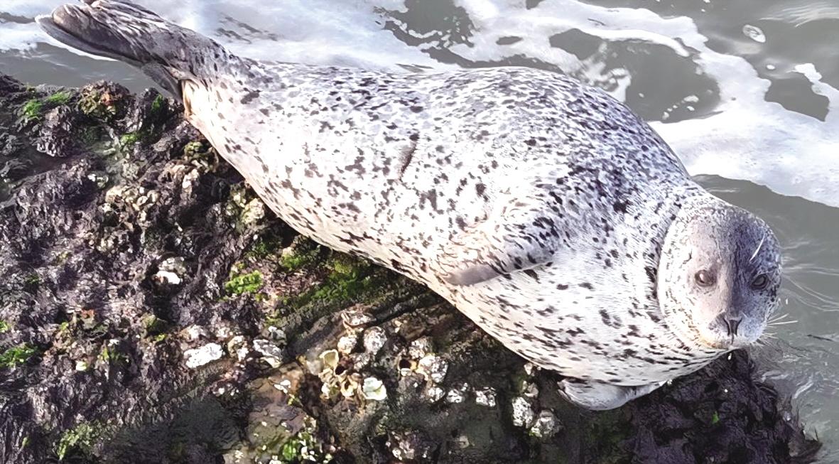 “海上大熊猫”安家长岛
