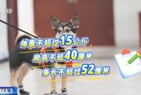 铁路宠物托运升级 它们可以独自“坐”高铁了