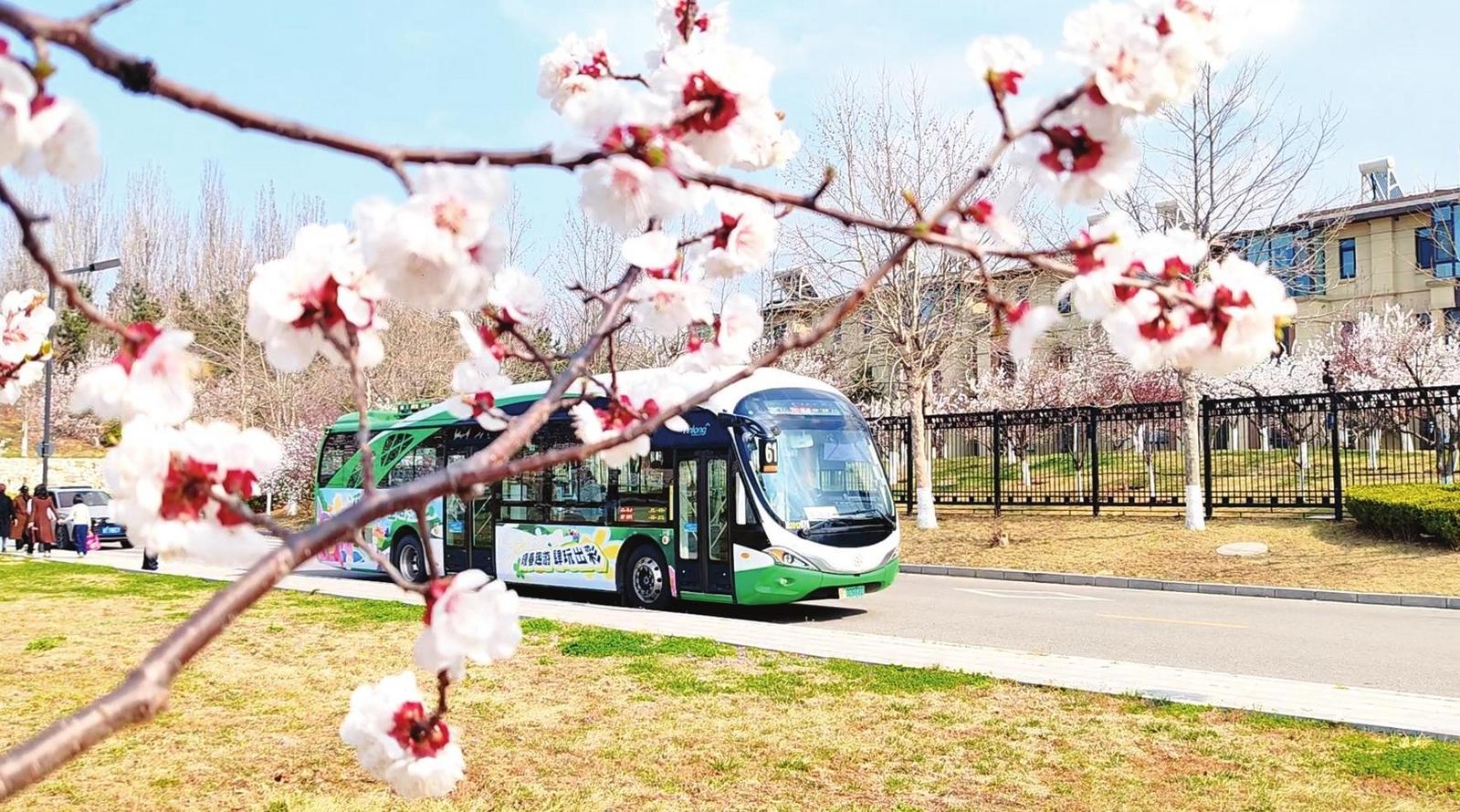 开往春天的公交发车啦 烟台市推出三条赏花专线