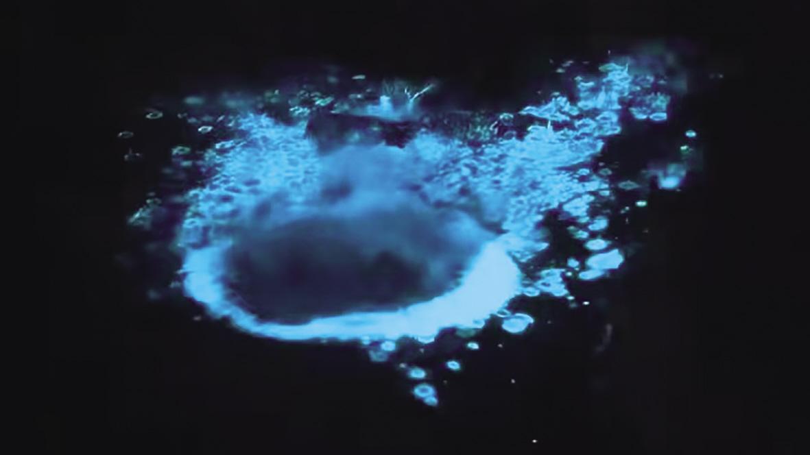 牟平养马岛惊现“蓝眼泪”