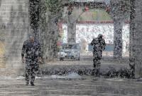 为什么不能把杨柳树都砍了？官方回应