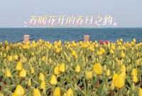 春暖花开，烟台虞美人广场的郁金香争相绽放