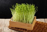 它是“超级生命力食材”，现在正当季，再不吃就晚了