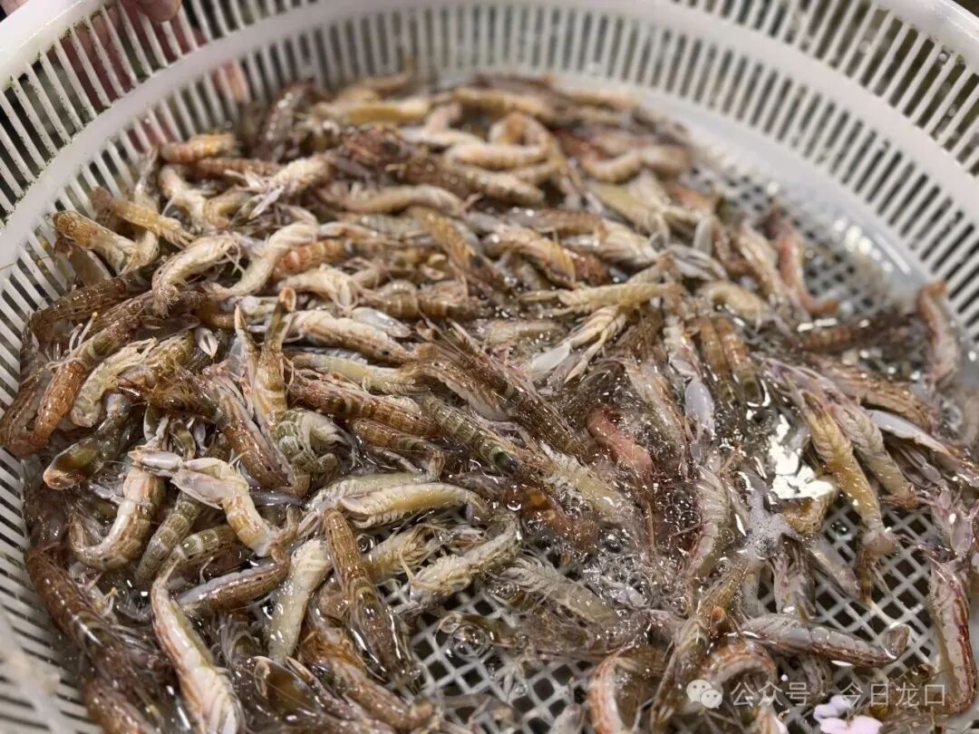 龙口这种海鲜最近超火！以前是便宜货，现在最高卖到40多元一斤
