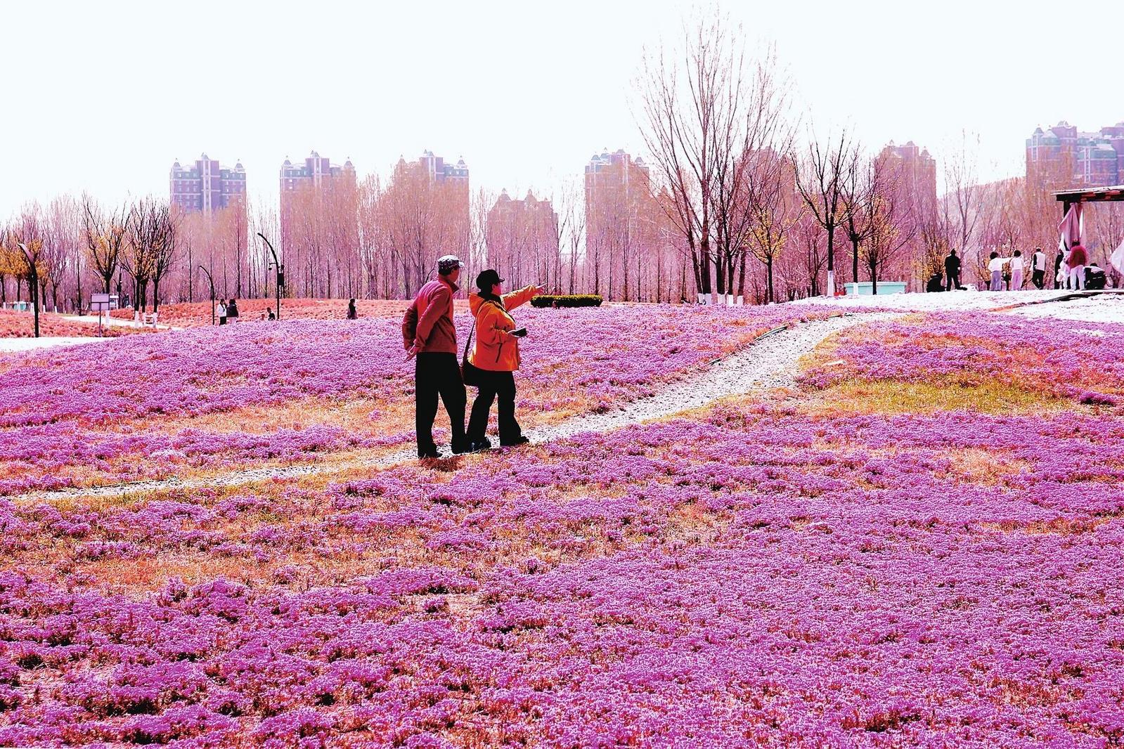 图片新闻|芝樱花如约绽放