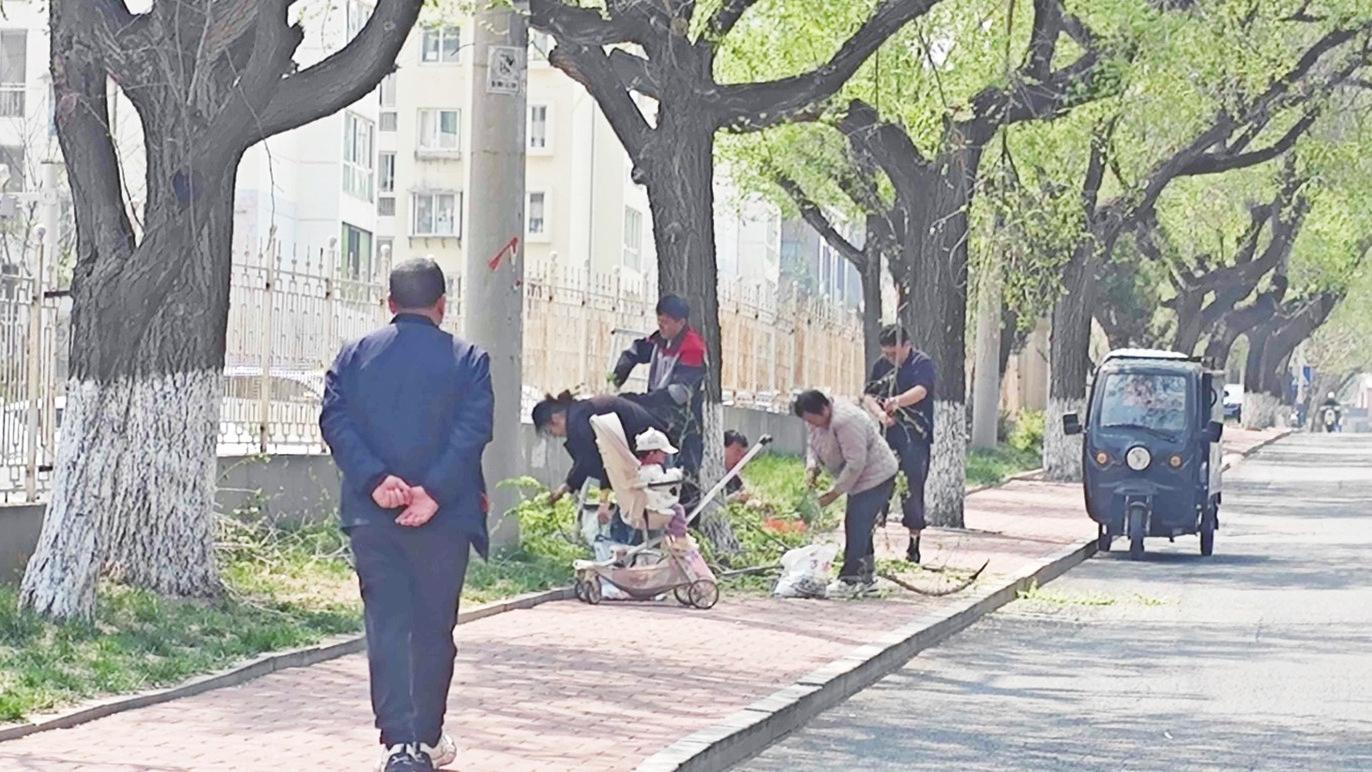 只为一口鲜，不惜折枝毁树 园林部门：此行为违反相关法规，一旦发现将予以处罚