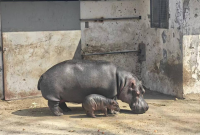 烟台南山公园动物园迎来新生小河马