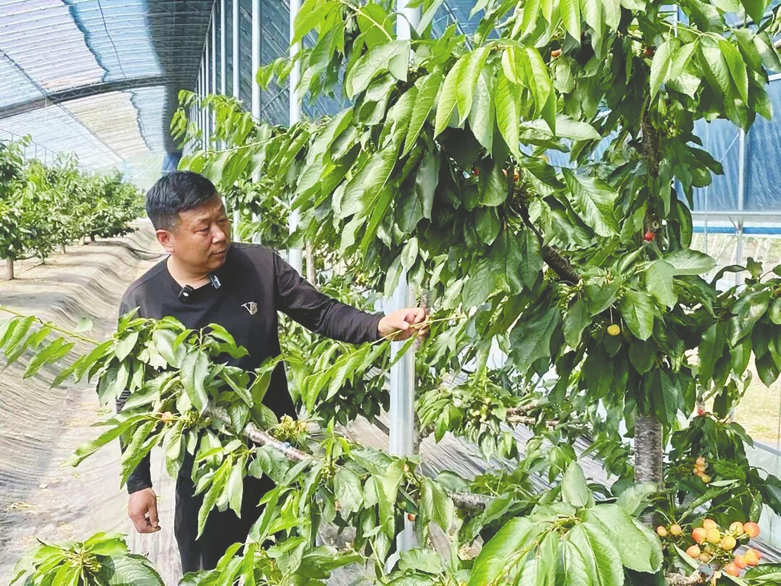 一颗好“樱” 棚下生“金”