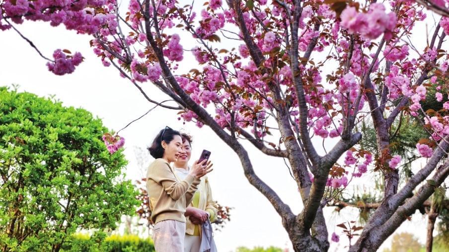 芝罘世秀苑樱花盛放 市民游客竞相打卡