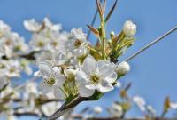 人工+机械+中蜂，烟台莱阳梨园授粉忙