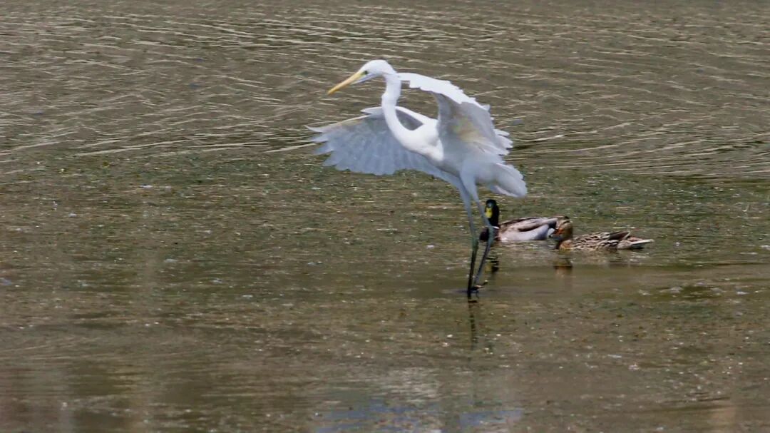 快瞧！福山夹河来了一群“小可爱”