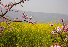 山乡巨变入画来