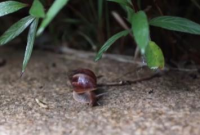 非洲大蜗牛、蚊子、蜱虫进入活跃期，这份防虫指南请收好
