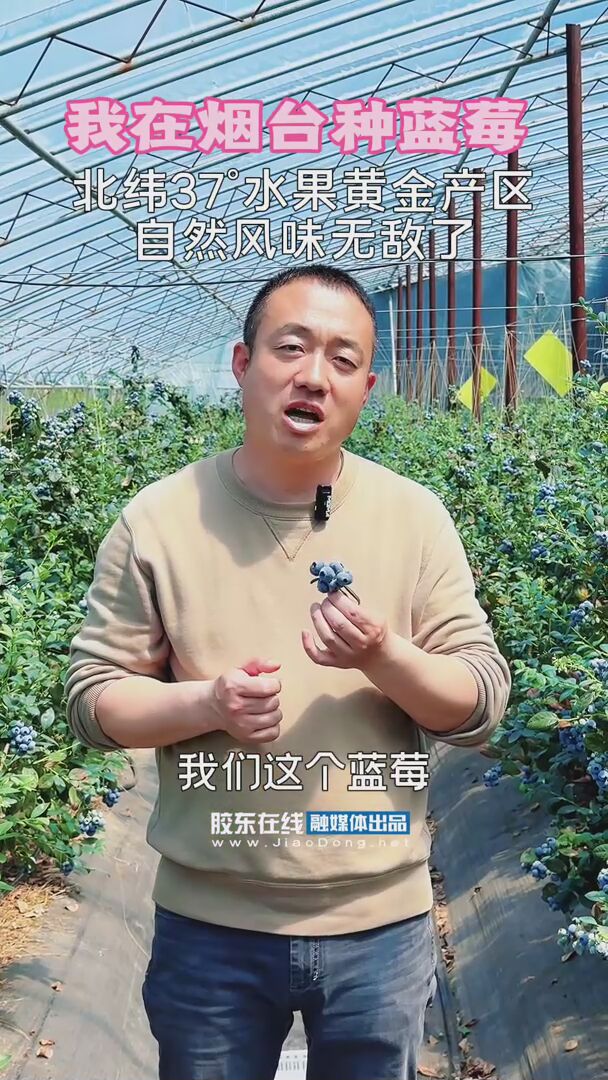 烟台本地蓝莓大量上市，长在北纬37°水果黄金产区，自然风味无敌了！