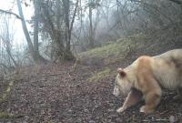 珍稀身影再度现身：全球唯一野生白色大熊猫亮相四川卧龙