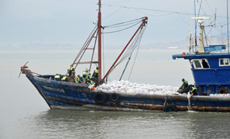 海阳增殖放流启动，5786万尾中国对虾苗种近海“安家”