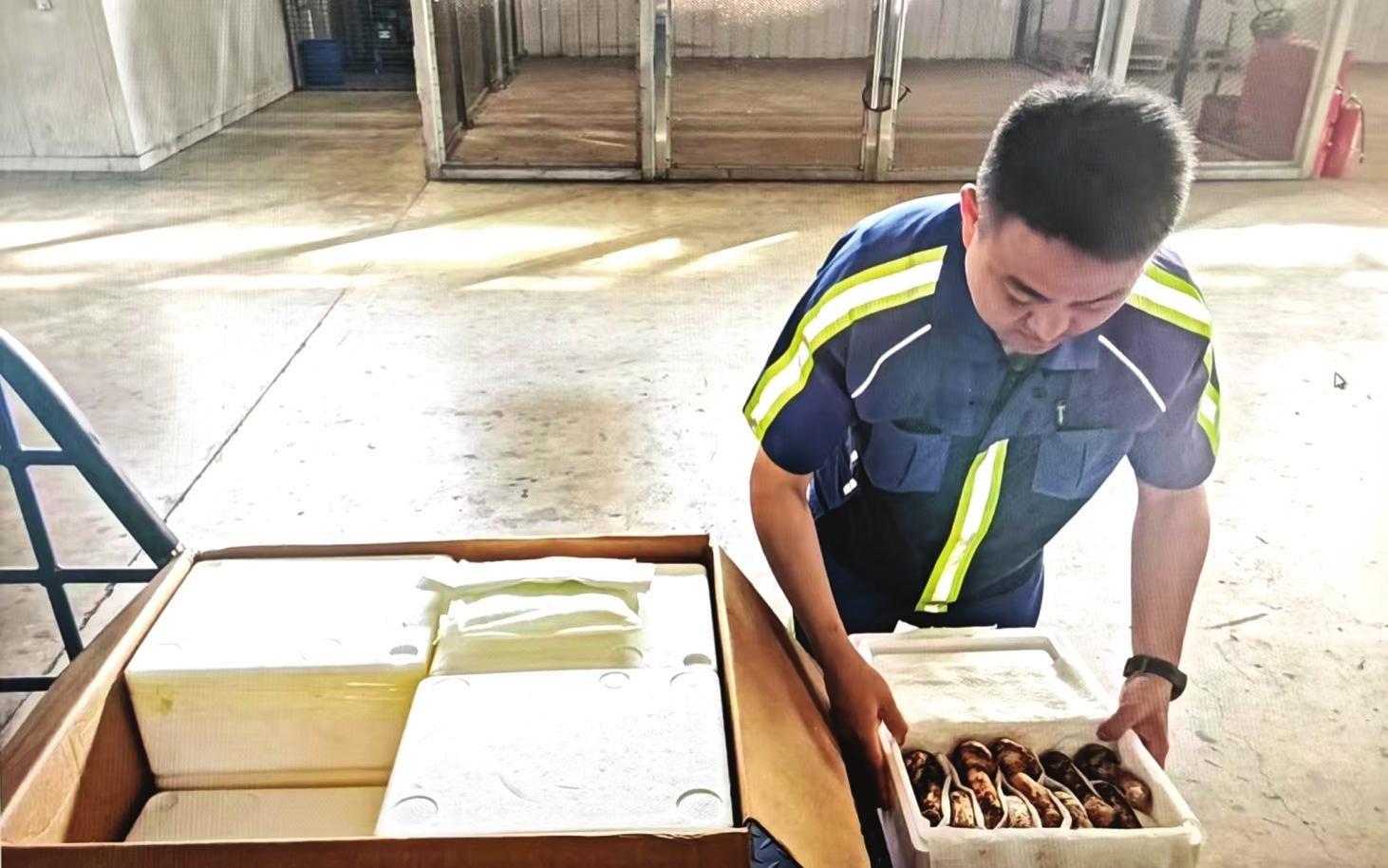 烟台空港打通松茸出口“极速通道”