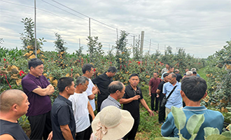 栖霞市寺口镇组织果农地头“研学”苹果新品种培育与规模化基地运营