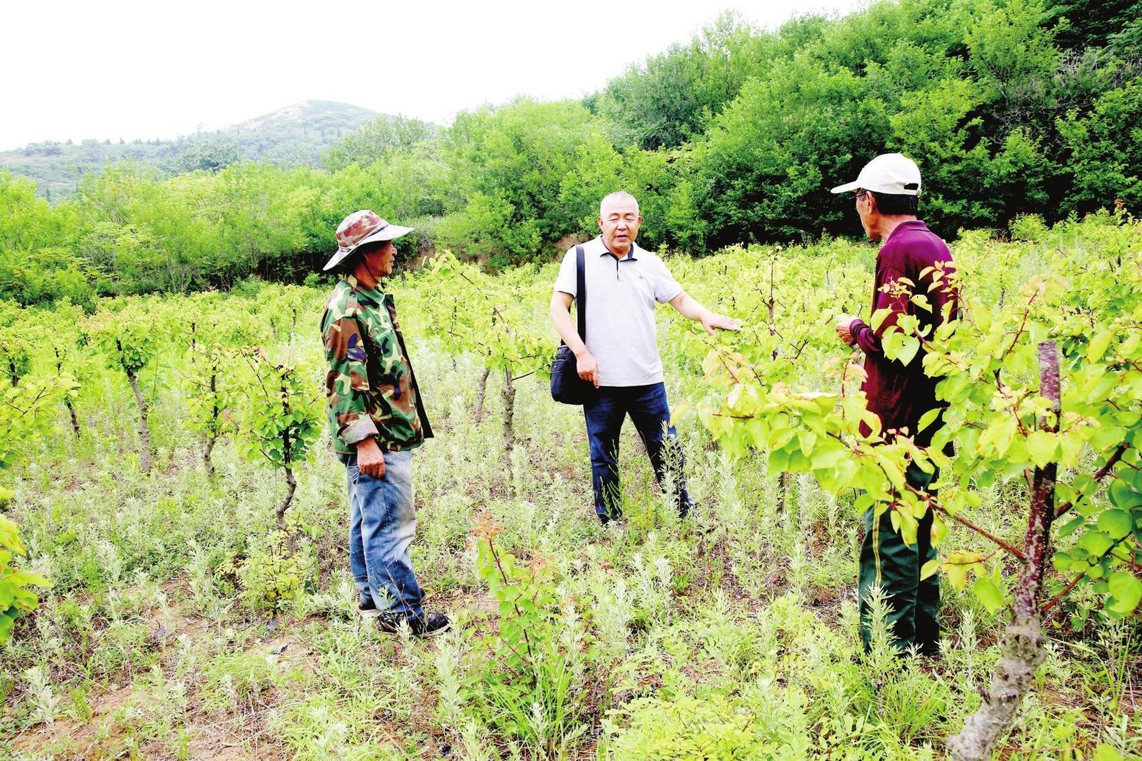 烟台助力珍稀珙桐在北方城镇“安家”