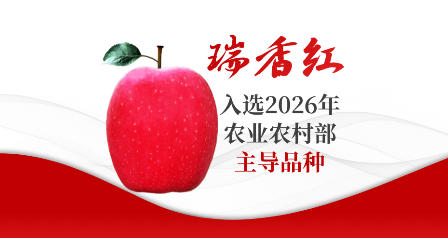 2026年，农业农村部发布主导品种名录——涵盖水稻、玉米、小麦、园艺。果树品种，凤毛麟角。瑞香红入选了！